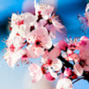 Meet your Posher, Carla